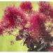  Hanaki садовое дерево. рассада затонированный tree Diana 4.5~5 номер pot 