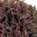 овощи. рассада leaf lettuce красный fire - рассада 2.5 номер pot 40 АО комплект бесплатная доставка 