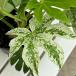  Hanaki садовое дерево. рассада yatsute эпонж диафрагмирования ( Spider ueb)5 номер pot 