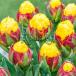  тюльпан banana мороженое 1 лампочка .....3 номер глубокий pot (. -слойный ..)