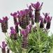  трава. рассада French лаванда - - moni -( лиловый )3.5 номер pot 6 АО комплект 