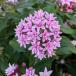 . цветок. рассада (.. есть специальная цена ) авторучка tas(. -слойный ..) brilliant lilac 3.5 номер pot 
