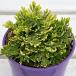  луговые и горные травы. рассада iwahiba(iwamatsu) мелкий рисунок .( common ni type )2.5 номер pot 