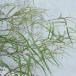  Hanaki садовое дерево. рассада серый bi редкость long gifo задний 4 номер pot 