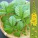  овощи. рассада gold mizhiki( золотой мидзухики )3.5 номер pot **