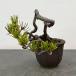  красный matsu( красный сосна ) shohin bonsai 25-02