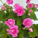 . цветок. рассада герань ( роза ..) Dragon Queen 3.5 номер pot 
