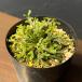  луговые и горные травы. рассада iwahiba(iwamatsu) огонь гора (ka The n)2.5 номер pot 