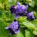 . цветок. рассада torenia(. -слойный ..) selection стойка a* violet голубой 3.5 номер pot *