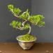  подлинный Kashiwa (sin Park )26-03 shohin bonsai 