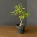  луговые и горные травы. рассада casual бонсай длина хорошо река momiji2 номер pot 