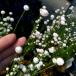 луговые и горные травы. рассада 26 год 9 месяц средний последняя декада предварительный заказ silatama ho siksa( рисовые клецки звезда .)2.5 номер pot 