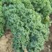  овощи. рассада кудрявая капуста Giulia -no рассада 3.5 номер pot 