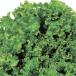  овощи. рассада leaf lettuce зеленый wave рассада 2.5 номер pot 40 АО комплект бесплатная доставка 