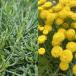  трава. рассада сантолина зеленый сантолина 3 номер pot 2 АО комплект 