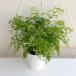  decorative plant / Asian tam:fla gran s5 number potted plant 