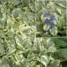  ajuga rep chest : vanilla chip blue flower 3 number pot 