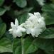 . flower. seedling / jasmine :pikake(matsu licca * samba k)3 number pot 
