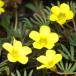  луковица oxalis Gold Islay ndo6 лампочка ввод 