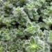  трава. рассада время (....)u- Lee время 2.5-3 номер pot 