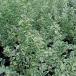  Hanaki садовое дерево. рассада серебряный pli домашнее животное 3.5 номер pot 