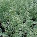 Hanaki садовое дерево. рассада серебряный pli домашнее животное 3.5 номер pot 4 АО комплект 