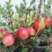  fruit tree. seedling / cranberry (tsurukoke Momo )3-3.5 number pot 