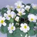  луковица oxalis шероховатость abi белка белый 8 лампочка ввод 