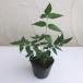  herb. seedling / Nimes ( insect avoid. tree * India sen Dan )3.5 number pot 12 stock set 