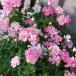  rose. seedling / Chinese milk vetch rose : pink (. woman Tsu .)3.5 number pot 