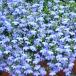. flower. seedling / lobelia :a Zoo ro compact Sky blue 3.5 number pot (R)
