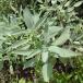  herb. seedling / sage : common sage 3 number pot 24 stock set free shipping 