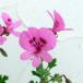  herb. seedling / odour geranium :sinamon3 number pot 