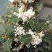  Hanaki садовое дерево. рассада / османтус разнолистный :..(kaolihime)3 номер pot высшее маленький лист . аромат. хороший белый цветок .11 месяц примерно ......