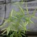  луговые и горные травы. рассада . входить . бамбук доверие ..2.5 номер pot 