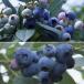  fruit tree. seedling / Gunma prefecture production goods kind blueberry 2 kind set 3 number pot (.... star * is ... star )