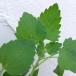  трава. рассада кошка мята котовник кошачий (nepeta)3 номер pot 