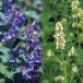  трава. рассада nepeta2 вида комплект ( котовник кошачий . кошка mint blue )