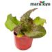[ maru toyo. рассада ] lettuce leaf lettuce красный fire -9cm pot рассада [ овощи огород начинающий весна осень хобби bejitabru садоводство кухня ..]