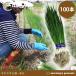  maru toyo. рассада лук-батун рассада лук-батун камень . 1 шт futoshi 100шт.@[ лук-батун ][.][ рассада ][..]