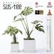 �T�X�e�B�[ S�T�C�Y �z���C�g �O���[�� �L���r�m�`�F SUSTEE �����`�F�b�J�[  C-0011-WH C-0011-GR�y�l�R�|�X �����w��s�� ������ �ו��ǐՃT�[�r�X����z