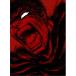  Berserk желтый золотой времена .MEMORIAL EDITION{ совершенно производство ограниченая версия } ( первый раз ограничение ) [Blu-ray]