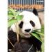 ���낲��p���_���L �yDVD�z