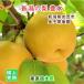 Niigata префектура .. город деньги фруктовое дерево . Niigata. новый груша . вода груша 3kg(6 шт ~10 шт ) тщательно отобранный груша несессер ввод бесплатная доставка [ нет фрукты плоды .. товар подарок ] [ подарок по случаю конца года ]