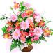 �t�����[ �G�߂̃A�����W�E�s���N�n ���j�� �� �M�t�g �v���[���g �J�� �J�X�j�� �ړ] �����j�� �a���� ���̓� 2026 �����j��