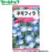 to- ho k цветок. вид / семена немофила внутри емкость 0.6ml вид ( возможность слежения талант почтовая доставка отправка единый по всей стране 370 иен )01000