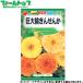 to- ho k цветок. вид / семена огромный колесо ..... внутри емкость 3ml вид ( возможность слежения талант почтовая доставка отправка единый по всей стране 370 иен )00243
