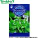 utane овощи. вид / семена трава сладкий базилик внутри емкость 2ml вид ( возможность слежения талант почтовая доставка отправка единый по всей стране 370 иен )10254