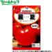 utane овощи. вид / семена помидор красота лето внутри емкость примерно 14 шарик вид ( возможность слежения талант почтовая доставка отправка единый по всей стране 370 иен )37501