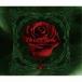 CD/D/Bloody Rose Best Collection 2007-2011 (2CD+Blu-ray) (̸)